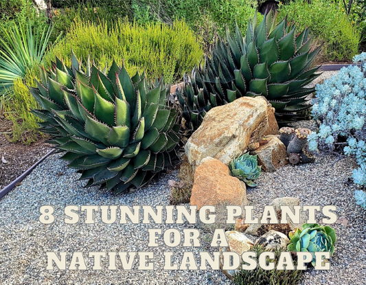 Unbreakable Native Plants Tough as Nails for Your Garden