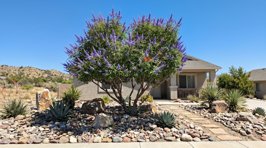 How to Grow and Care for Vitex (Chaste Tree)