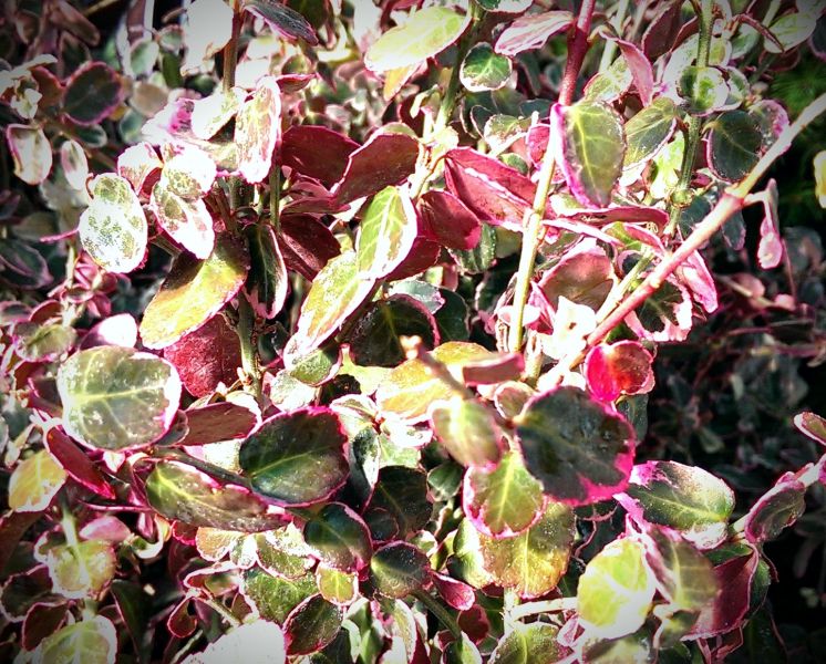 Verify Seed for Freshness and Genetic Status