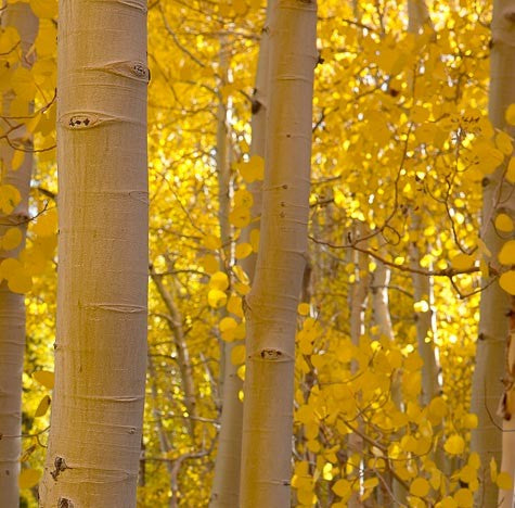 quaking aspen in fall