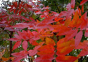September 7 - Fall ‘To-do‘ list for a Healthy Yard (Free)
