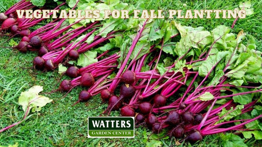 Vegetables You Can Plant in September
