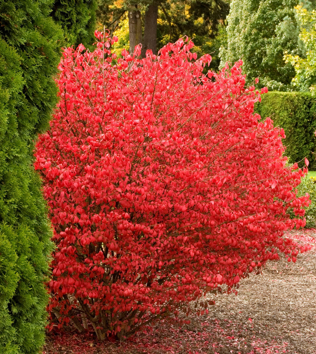 Compact Burning Bush