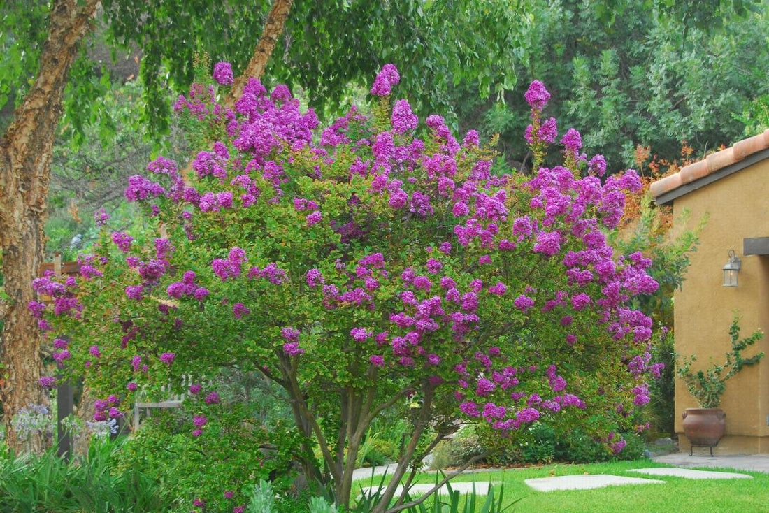 How to Grow Crape Myrtle