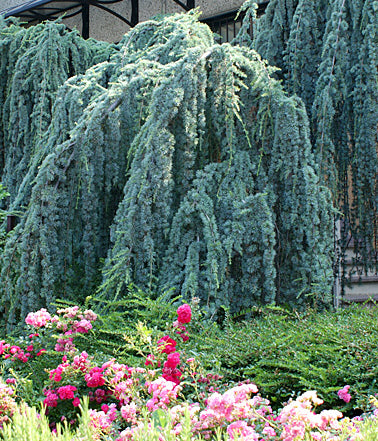 August 31 - Autumn Colors Enjoyed at Home (Free)