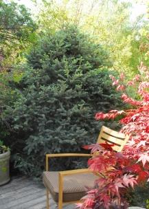 Fat Blue Albert Spruce