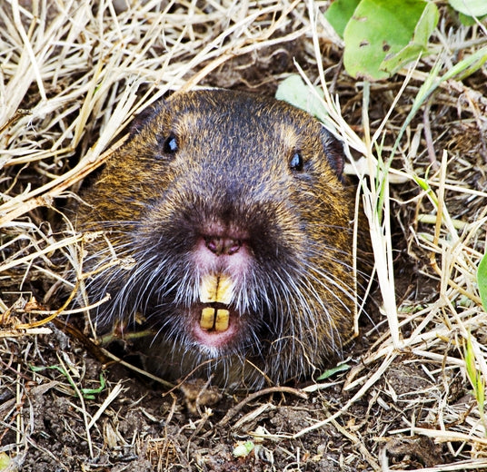 Keep Gophers From Devastating Landscapes