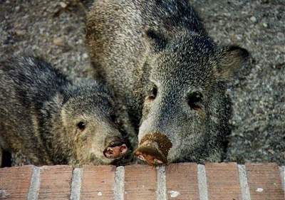 August 10 - Keeping Critters Out (Free)