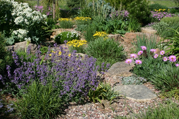 Low Water Plants of Many Colors