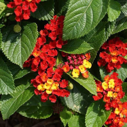 How to Grow Lantana