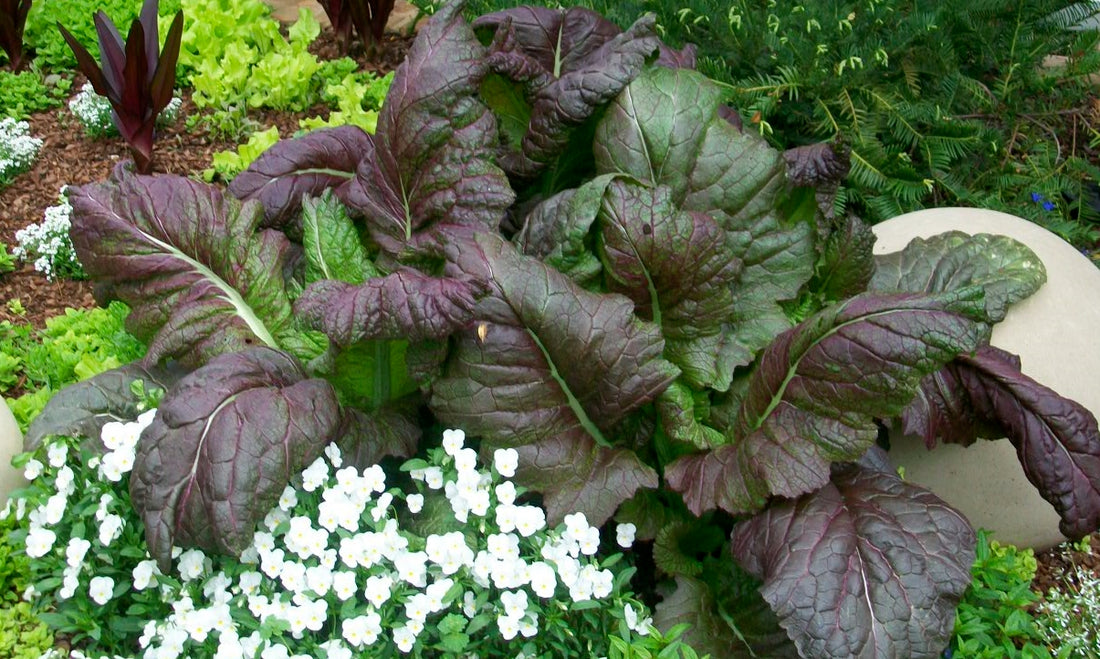 Growing Winter Lettuce