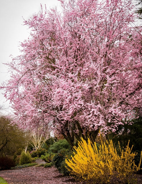 Purple Leaf Thundercloud Plum in the landscape with forsythia Prunus cerasifera