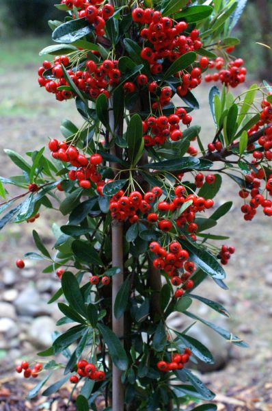 10 of the Best Plants for Fall