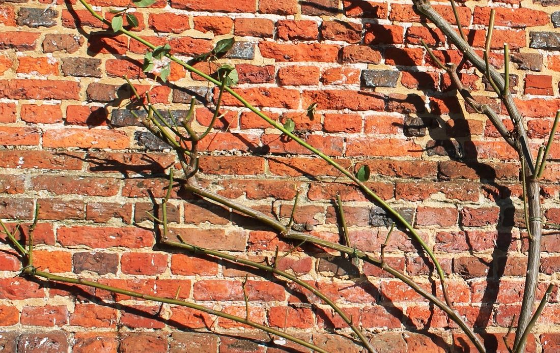 How to Prune Climbing Roses