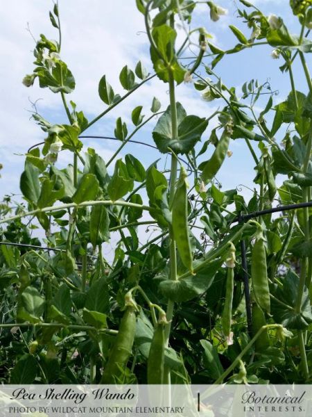 Pea Shelling Wando