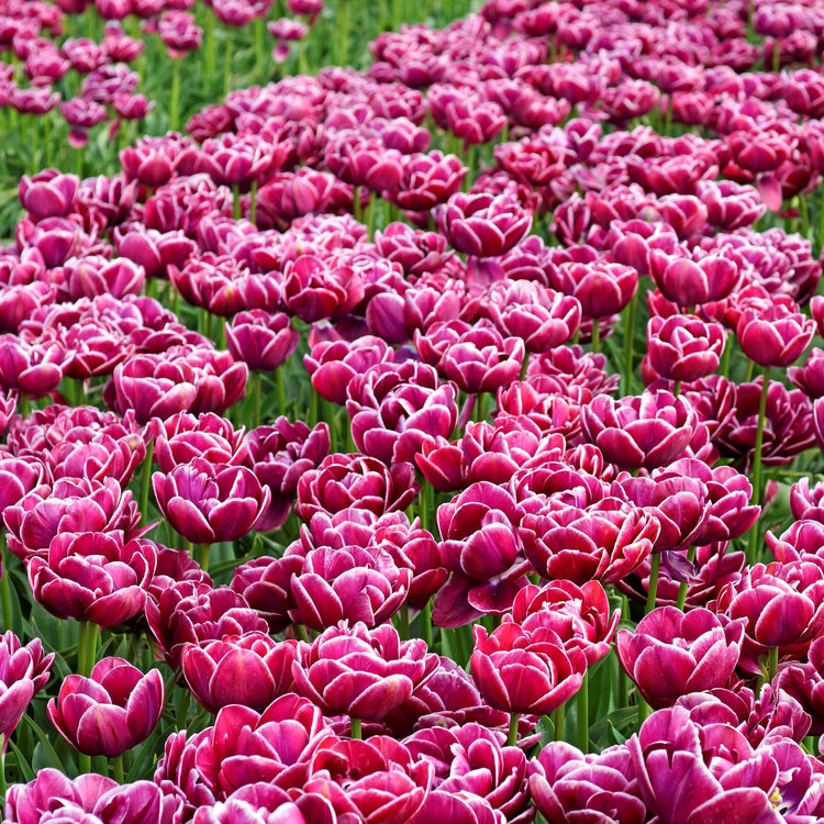 Tulips