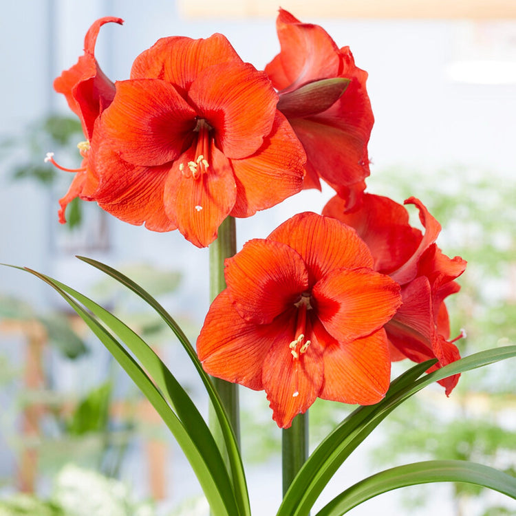 Amaryllis