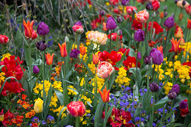 Flowering Bulbs