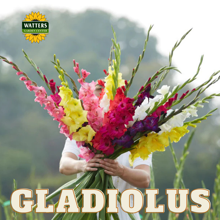 Gladiolus
