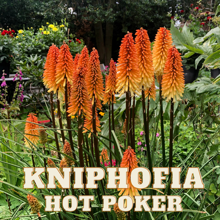 Kniphofia