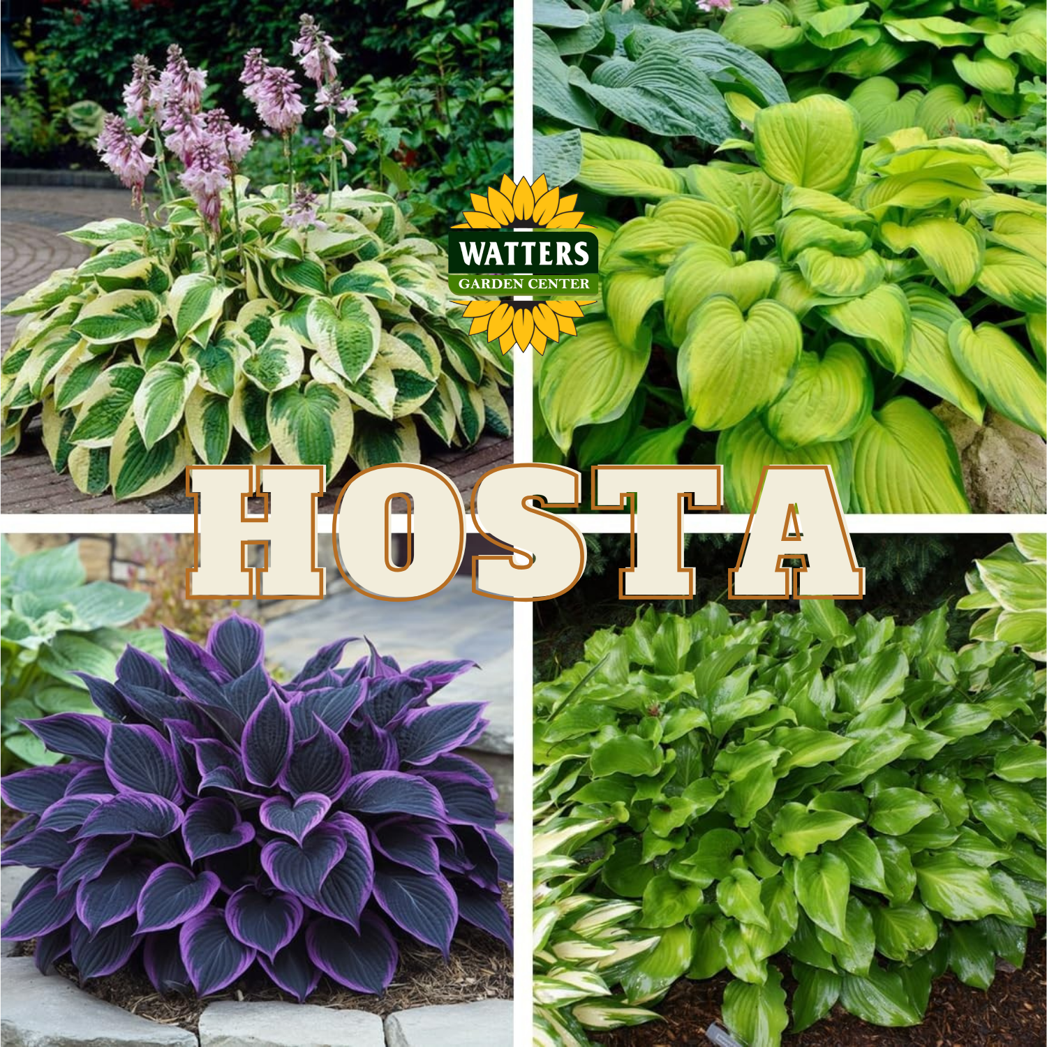 Hosta – Watters Garden Center