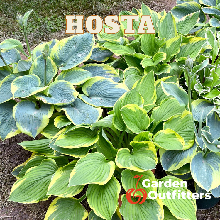 Hosta Bulb