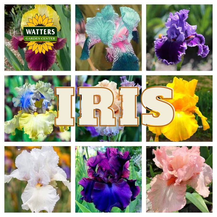 Iris