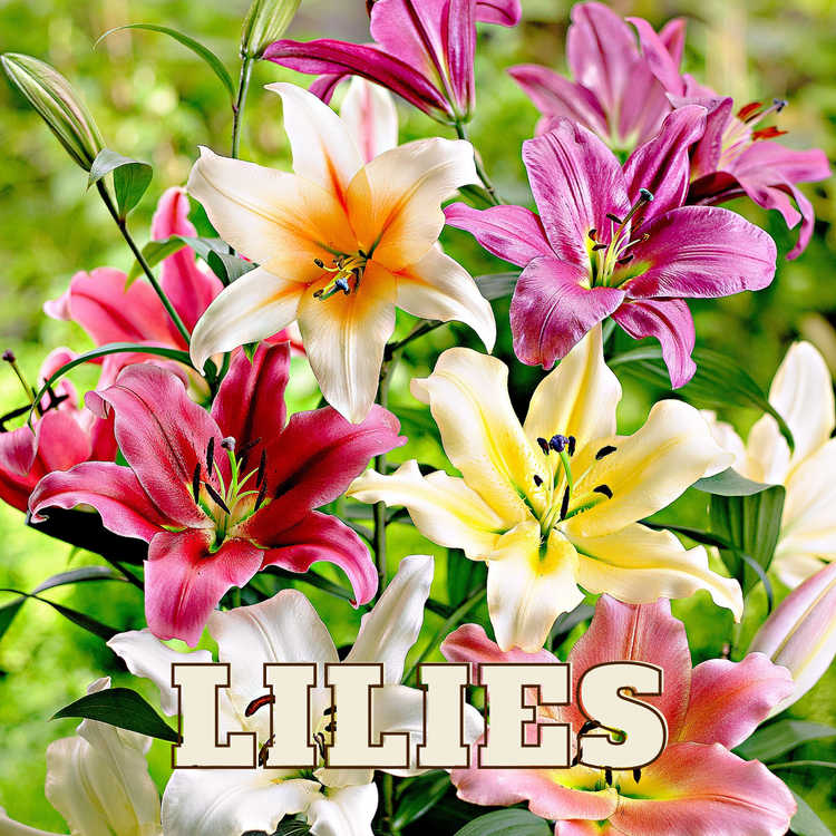 Lilies