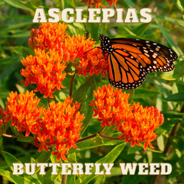Asclepias