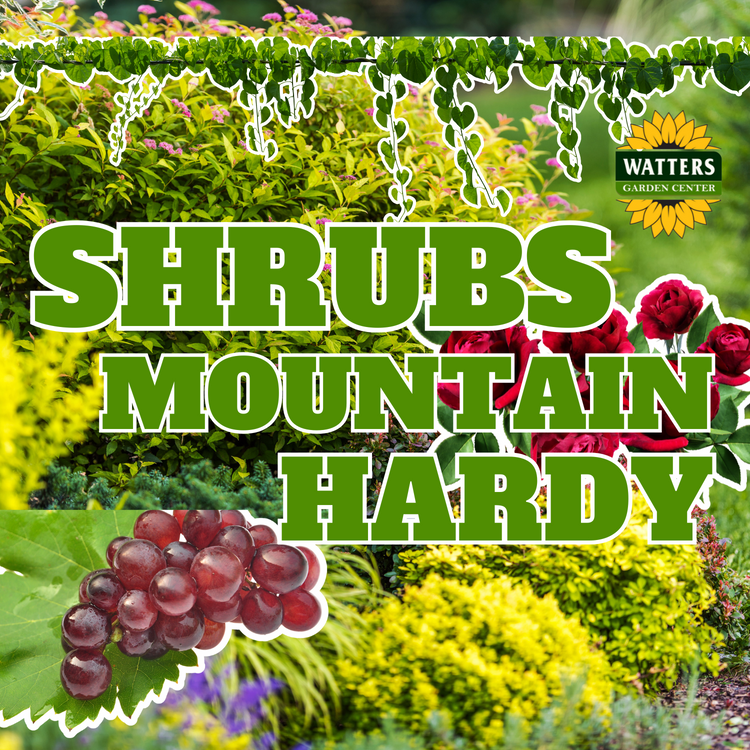 Shrubs - Mountain Hardy