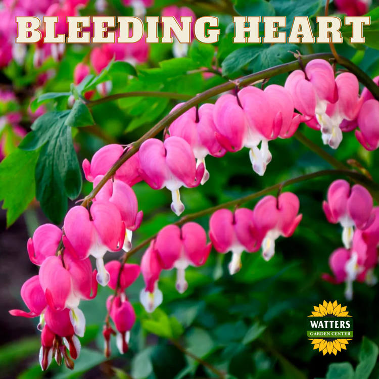 Bleeding Heart (Dicentra)
