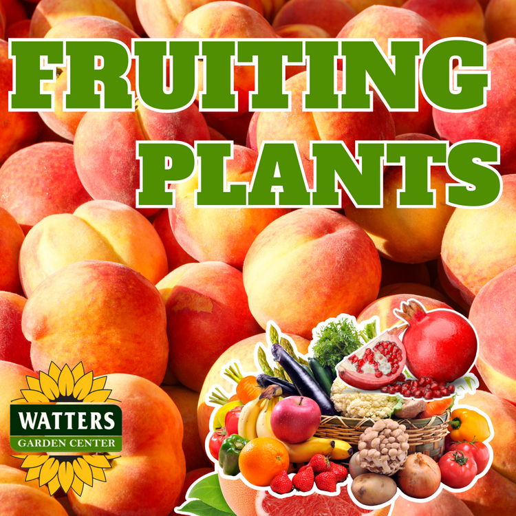 Fruiting Plants