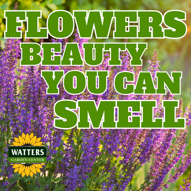Flowers Beauty You can Smell