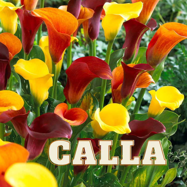 Calla