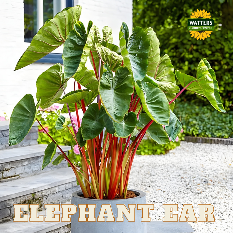 Elephant Ear