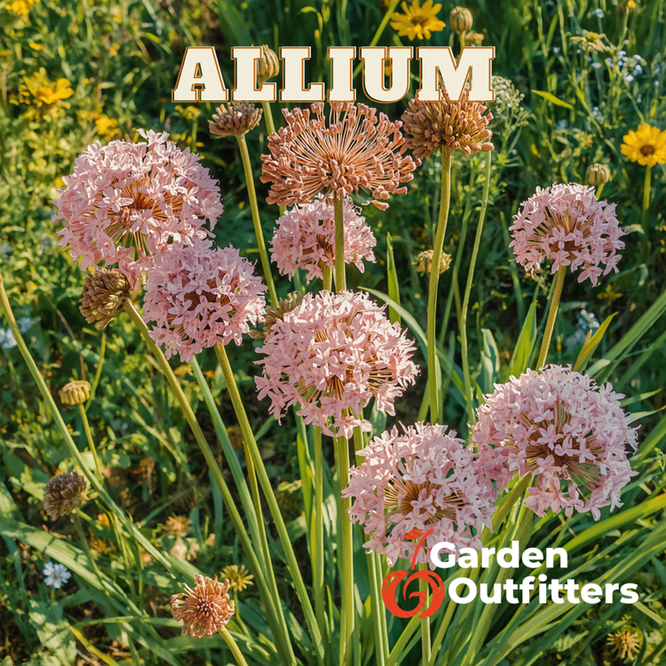 Allium