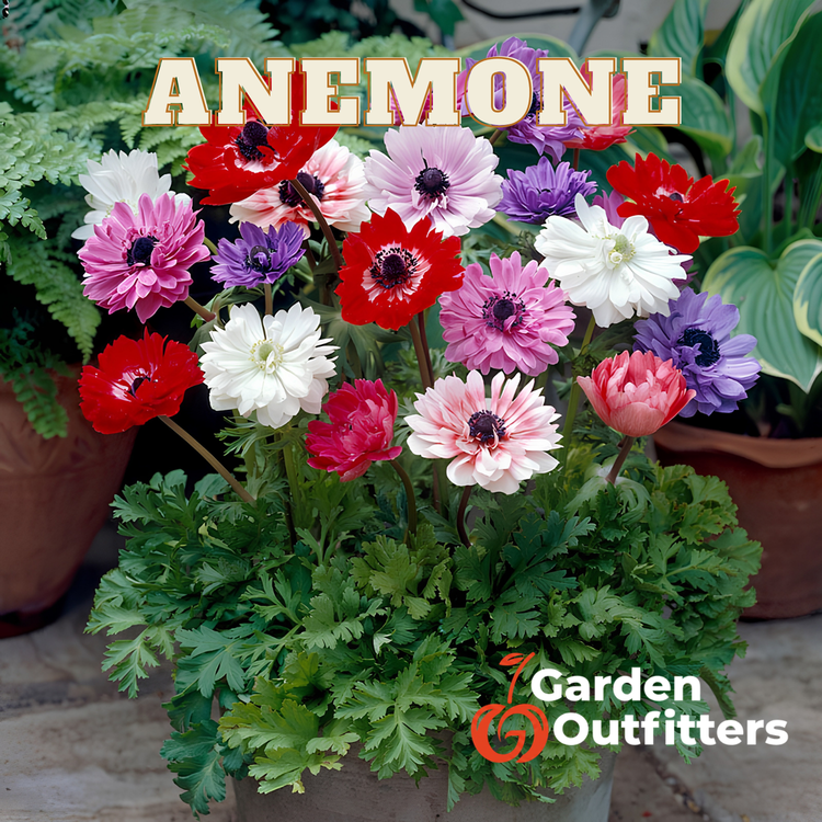 Anemone