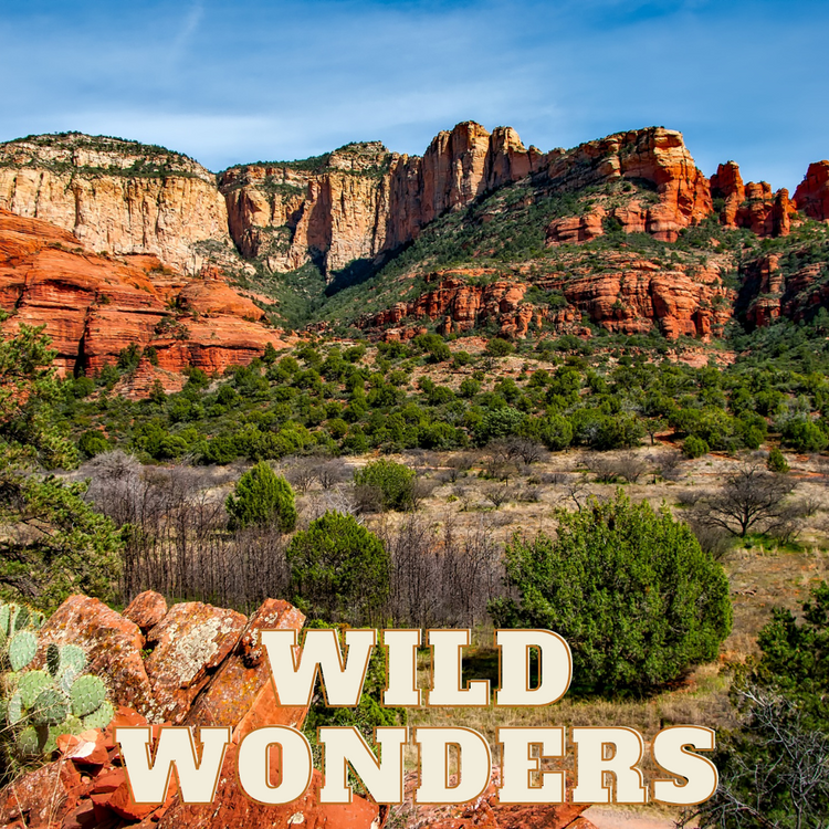 Wild Wonders: Native Plant Extravaganza