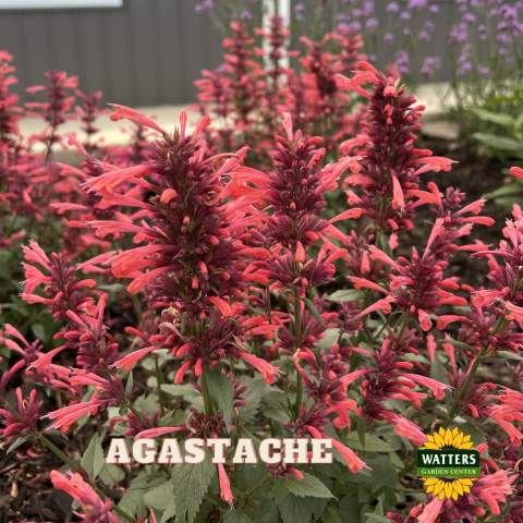 Agastache