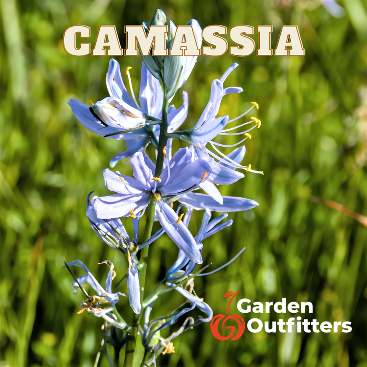 Camassia
