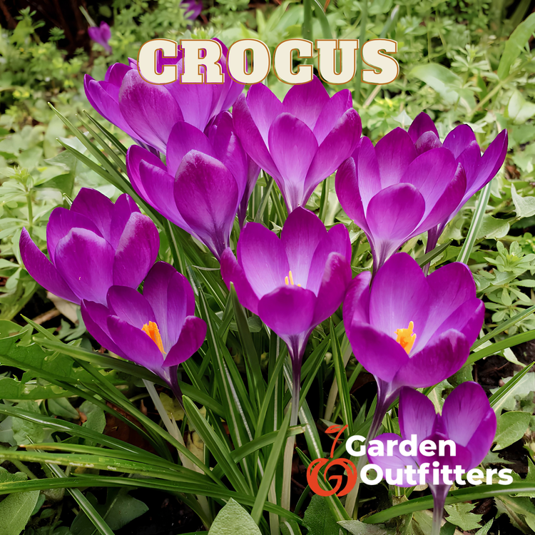 Crocus