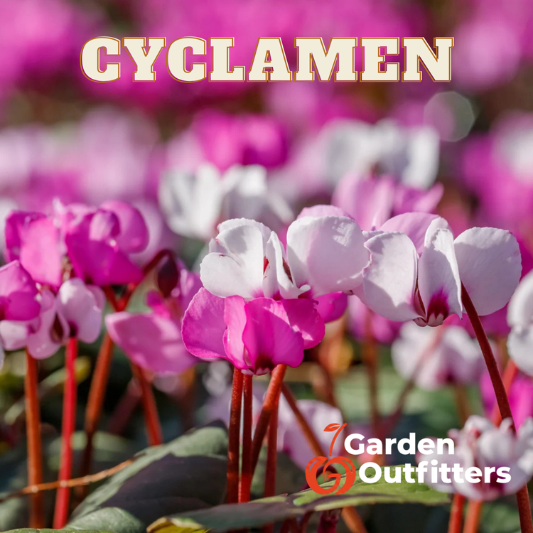 Cyclamen