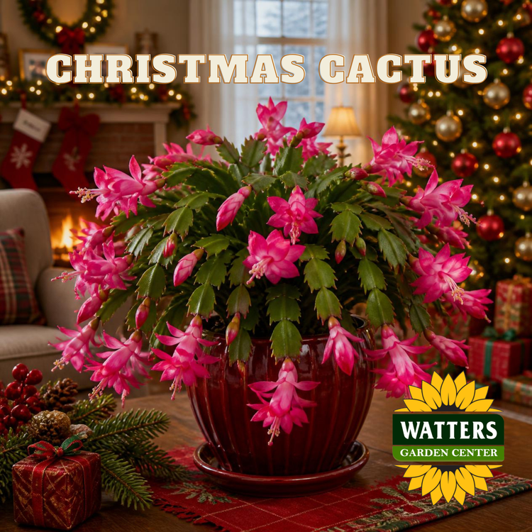 Pink Christmas Cactus in a red pot set in a cozy living room decorated for Christmas.