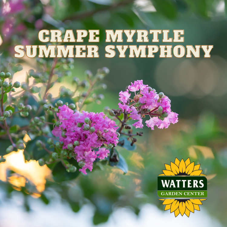 CRAPE MYRTLE SUMMER SYMPHONY