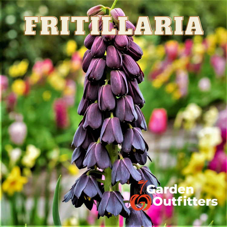 Fritillaria