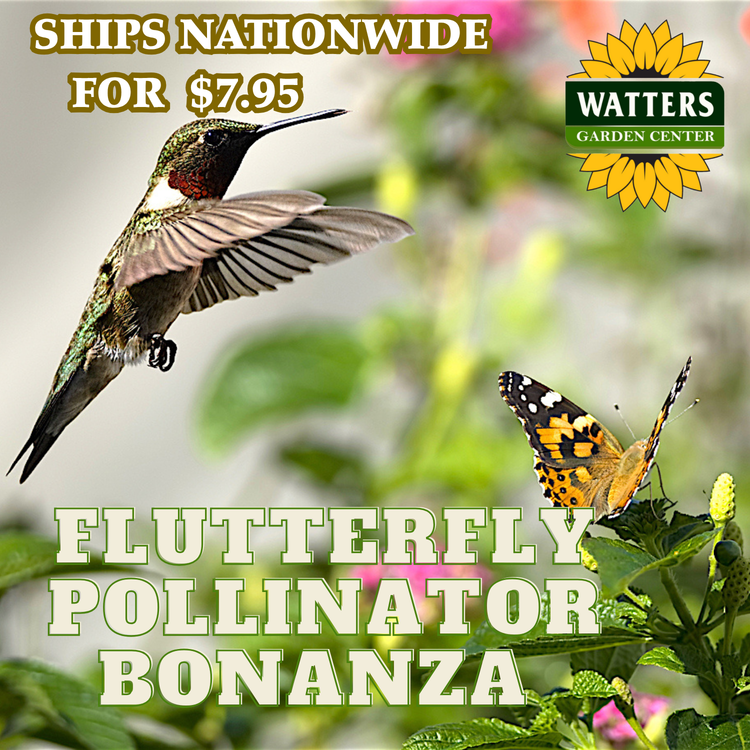 FlutterFly Pollinators Online