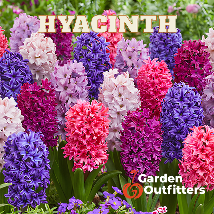 Hyacinth