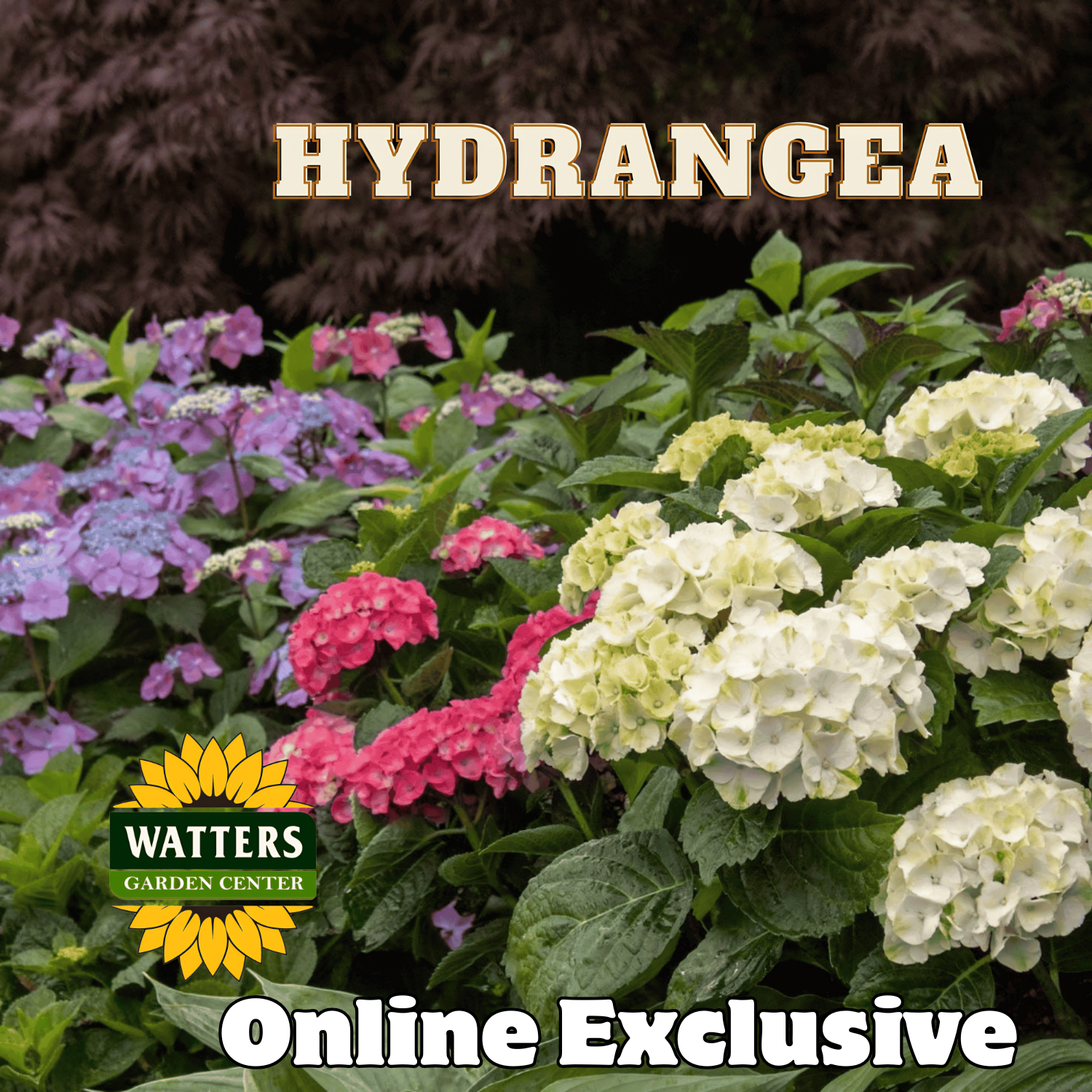 Online: Mothers Day Hydrangea "Hugs in Bloom"