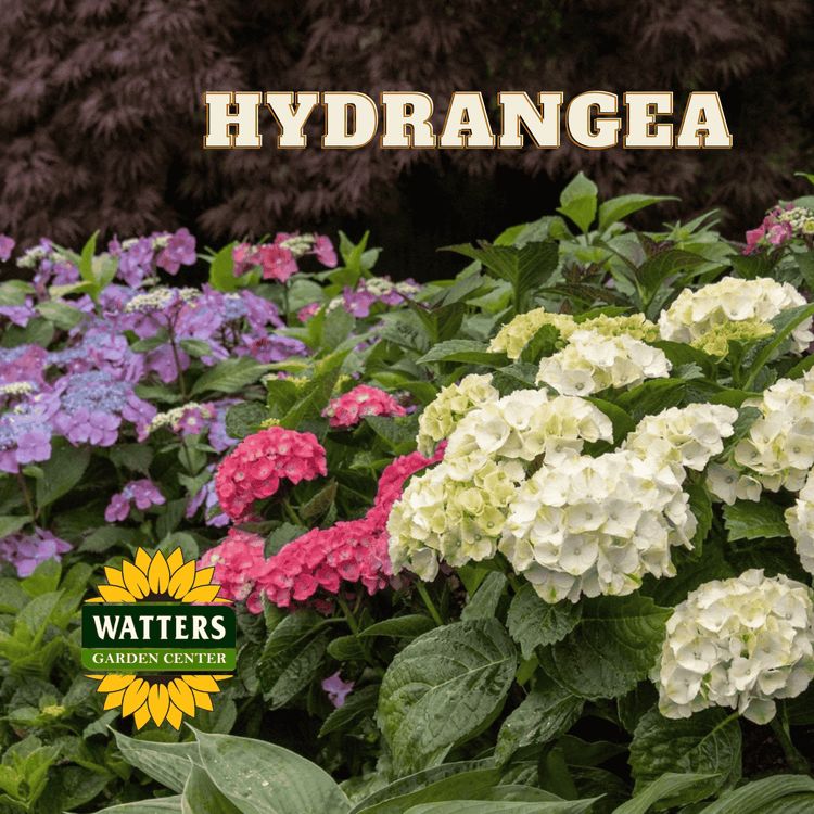 Hydrangea