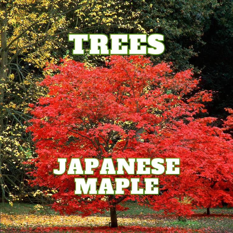 Japanese Maple Trees